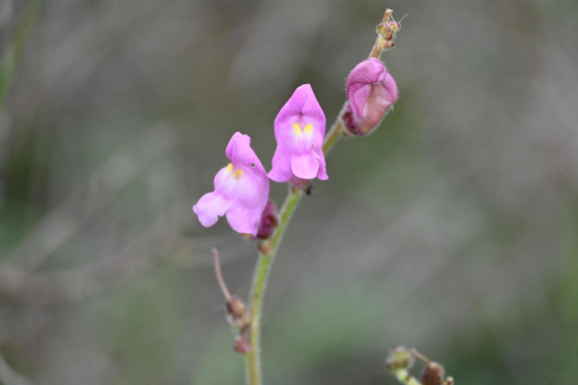 Klicke auf die Grafik für eine vergrößerte Ansicht

Name: DSC_1200.jpg
Ansichten: 201
Größe: 61,9 KB
ID: 3353371