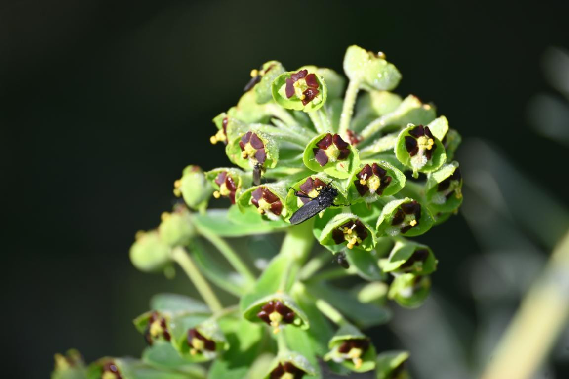 Klicke auf die Grafik für eine vergrößerte Ansicht

Name: DSC_1307.jpg
Ansichten: 201
Größe: 118,9 KB
ID: 3353378