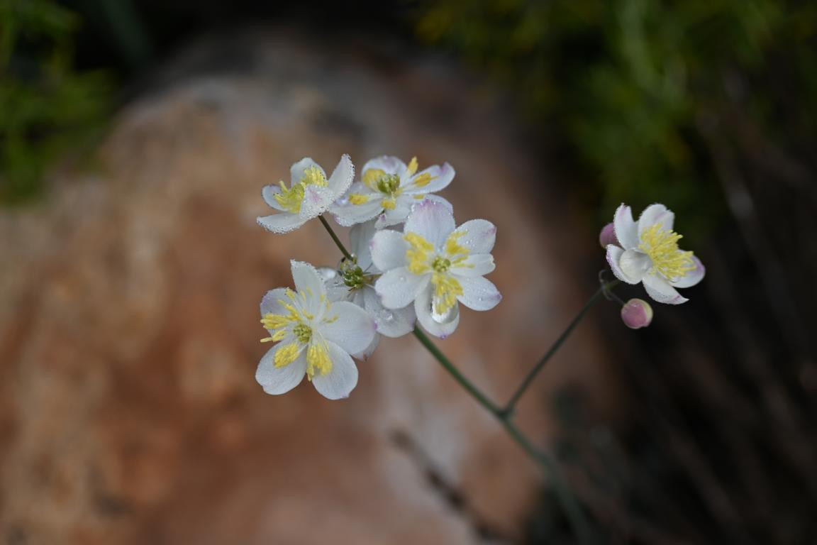 Klicke auf die Grafik für eine vergrößerte Ansicht

Name: DSC_1550.jpg
Ansichten: 134
Größe: 80,2 KB
ID: 3353615