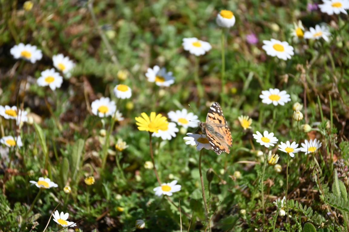 Klicke auf die Grafik für eine vergrößerte Ansicht

Name: DSC_1781.jpg
Ansichten: 136
Größe: 220,0 KB
ID: 3353617