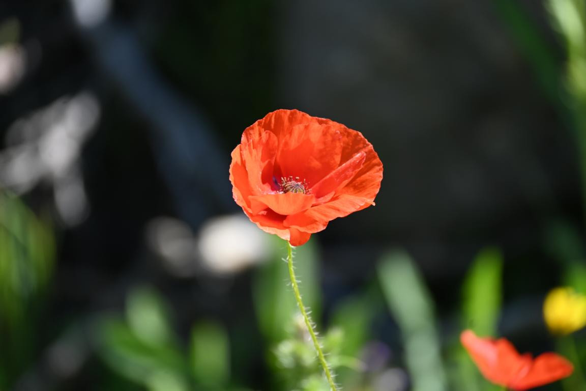 Klicke auf die Grafik für eine vergrößerte Ansicht

Name: DSC_1788.jpg
Ansichten: 134
Größe: 81,3 KB
ID: 3353618