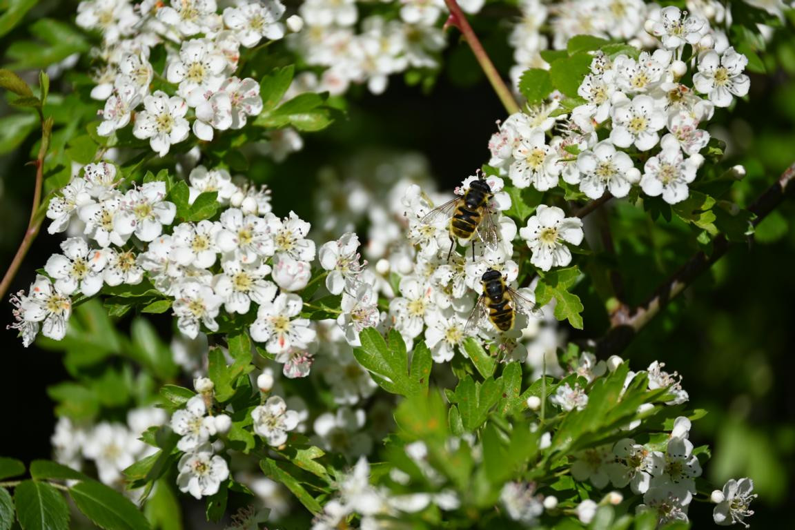 Klicke auf die Grafik für eine vergrößerte Ansicht

Name: DSC_1768.jpg
Ansichten: 137
Größe: 240,9 KB
ID: 3353627