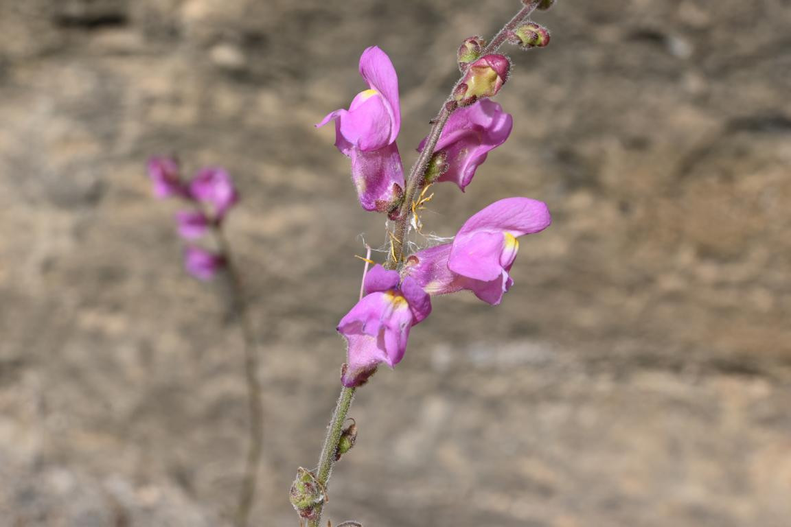 Klicke auf die Grafik für eine vergrößerte Ansicht

Name: DSC_1964.jpg
Ansichten: 136
Größe: 104,5 KB
ID: 3353631