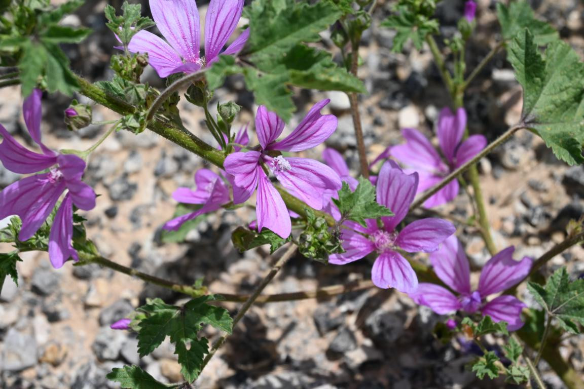 Klicke auf die Grafik für eine vergrößerte Ansicht

Name: DSC_1974.jpg
Ansichten: 136
Größe: 220,8 KB
ID: 3353633