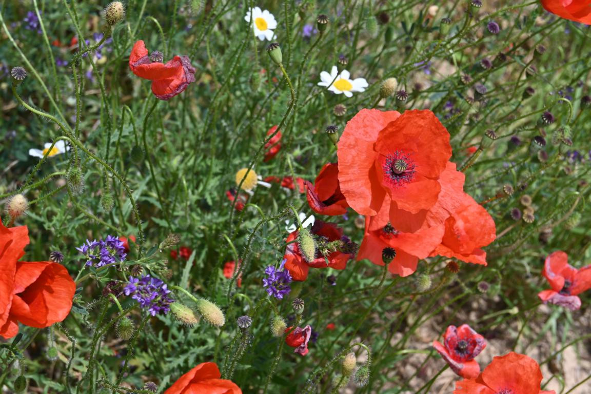 Klicke auf die Grafik für eine vergrößerte Ansicht

Name: DSC_1980.jpg
Ansichten: 135
Größe: 278,9 KB
ID: 3353636