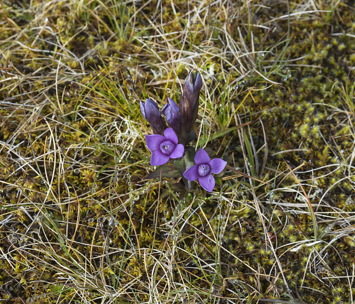 Klicke auf die Grafik für eine vergrößerte Ansicht

Name: Iceland-2025_3841.jpg
Ansichten: 69
Größe: 1,26 MB
ID: 3353683