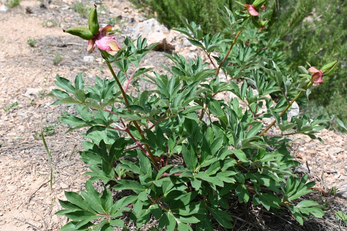 Klicke auf die Grafik für eine vergrößerte Ansicht

Name: DSC_2231.jpg
Ansichten: 82
Größe: 336,0 KB
ID: 3353778