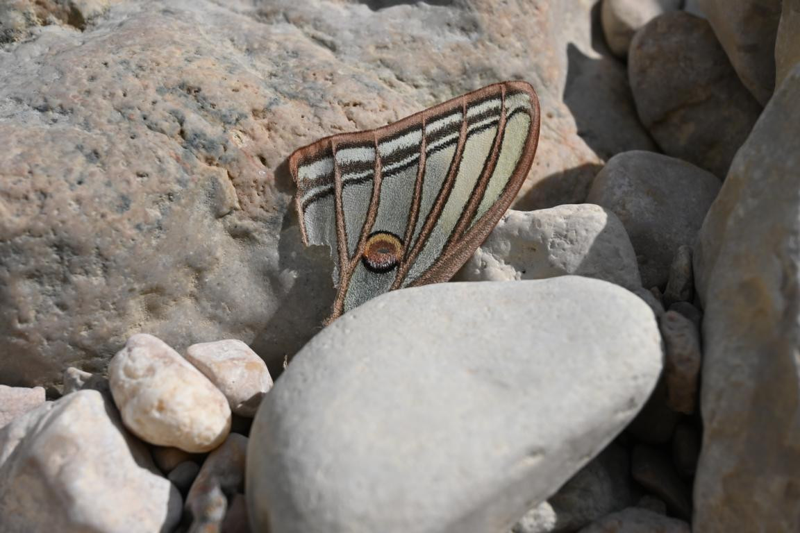 Klicke auf die Grafik für eine vergrößerte Ansicht

Name: DSC_2281.jpg
Ansichten: 83
Größe: 162,9 KB
ID: 3353785