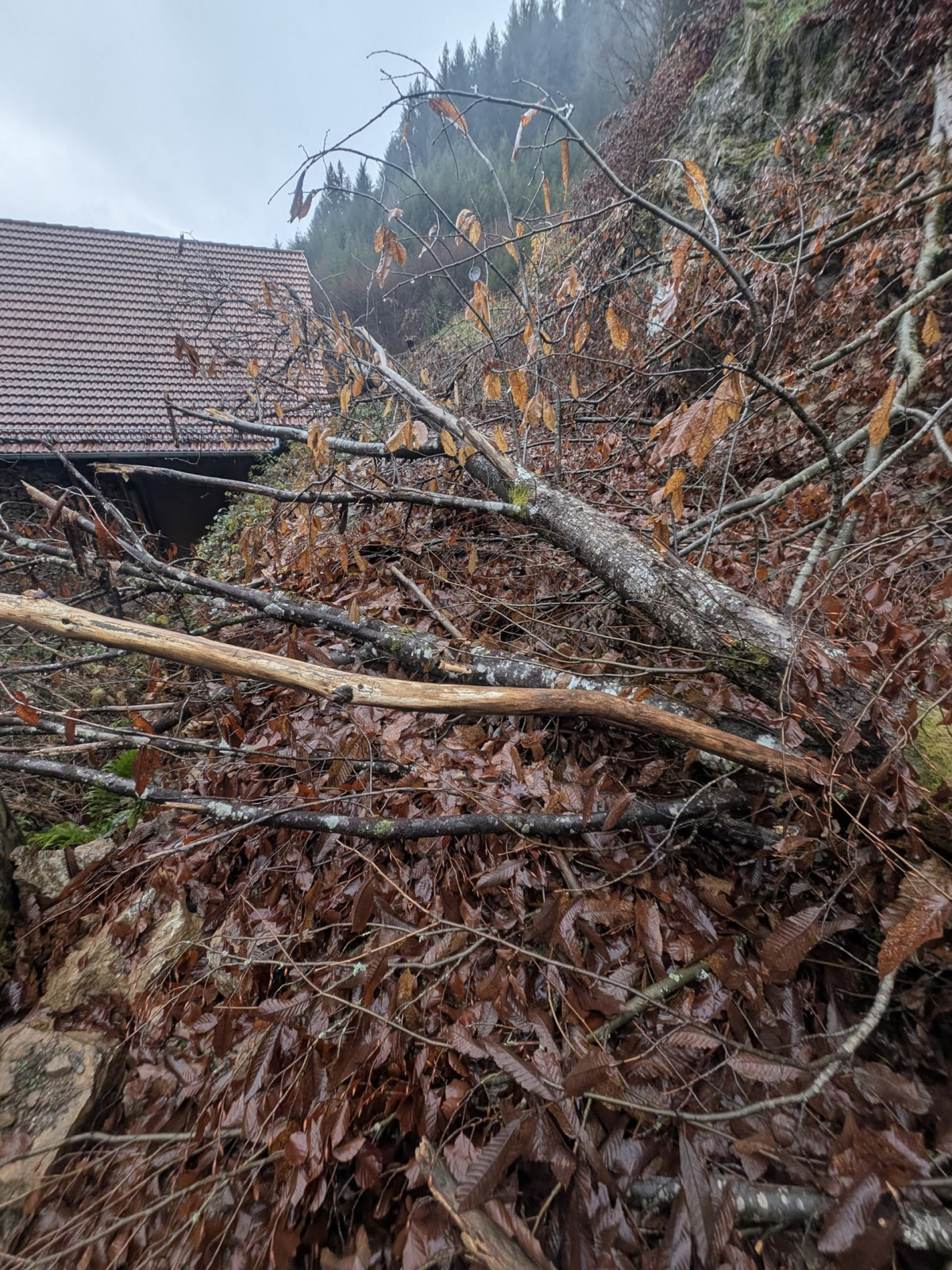 Klicke auf die Grafik für eine vergrößerte Ansicht  Name: PXL_20251125_143523788.jpg Ansichten: 0 Größe: 1,12 MB ID: 3354014