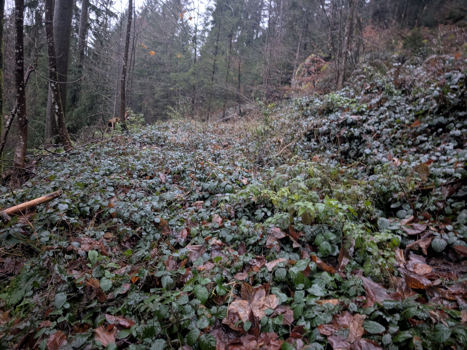 Klicke auf die Grafik für eine vergrößerte Ansicht  Name: PXL_20251125_154346770.NIGHT.jpg Ansichten: 0 Größe: 1,02 MB ID: 3354016