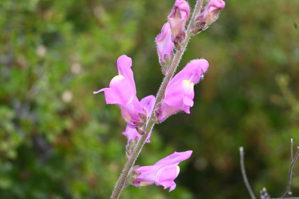 Klicke auf die Grafik für eine vergrößerte Ansicht

Name: DSC_2548.jpg
Ansichten: 38
Größe: 122,7 KB
ID: 3354287