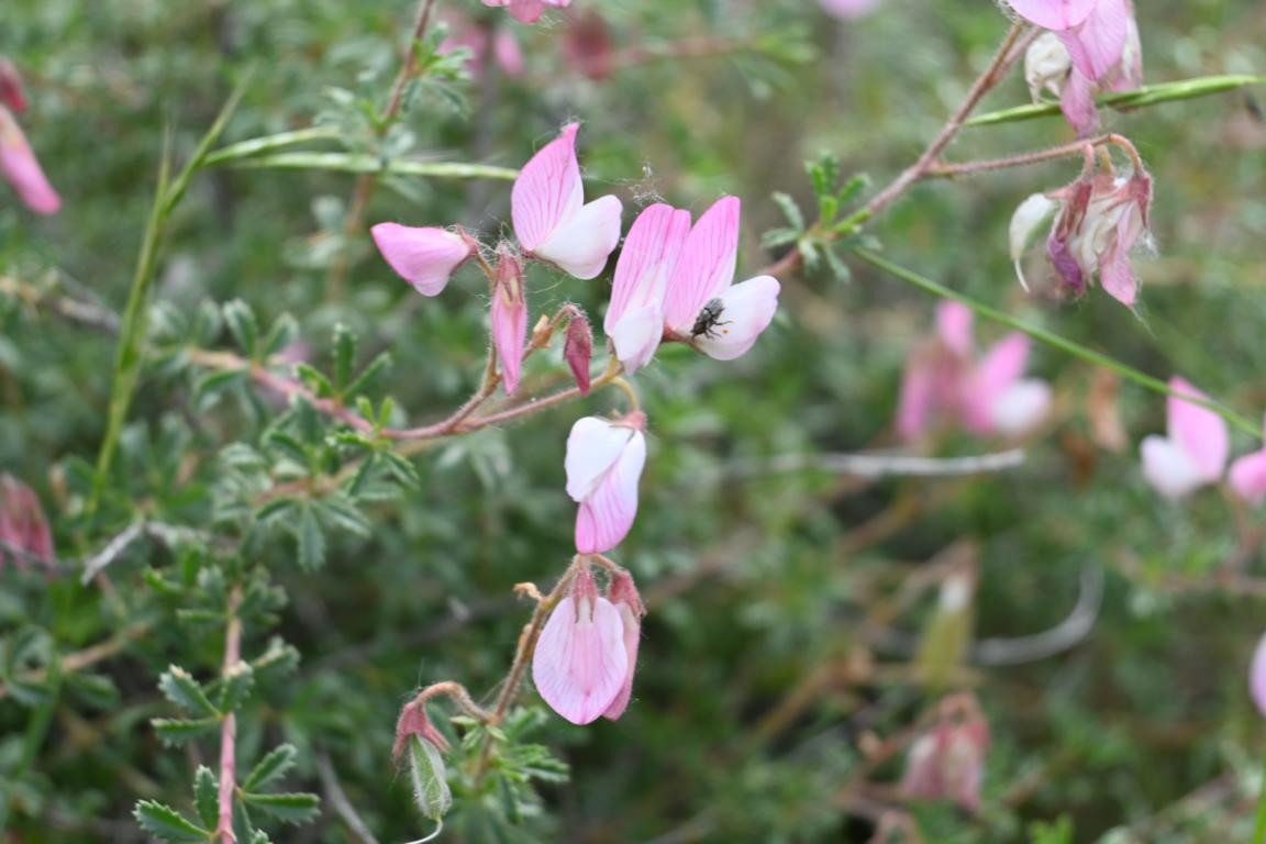 Klicke auf die Grafik für eine vergrößerte Ansicht

Name: DSC_2555.jpg
Ansichten: 38
Größe: 154,2 KB
ID: 3354288