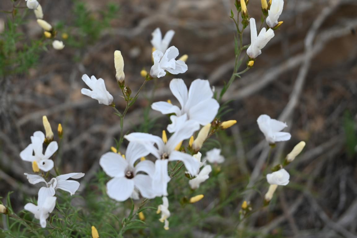 Klicke auf die Grafik für eine vergrößerte Ansicht

Name: DSC_2558.jpg
Ansichten: 38
Größe: 133,2 KB
ID: 3354289