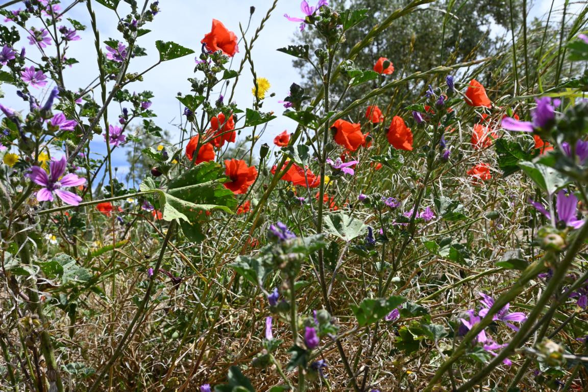 Klicke auf die Grafik für eine vergrößerte Ansicht

Name: DSC_2561.jpg
Ansichten: 37
Größe: 422,8 KB
ID: 3354290