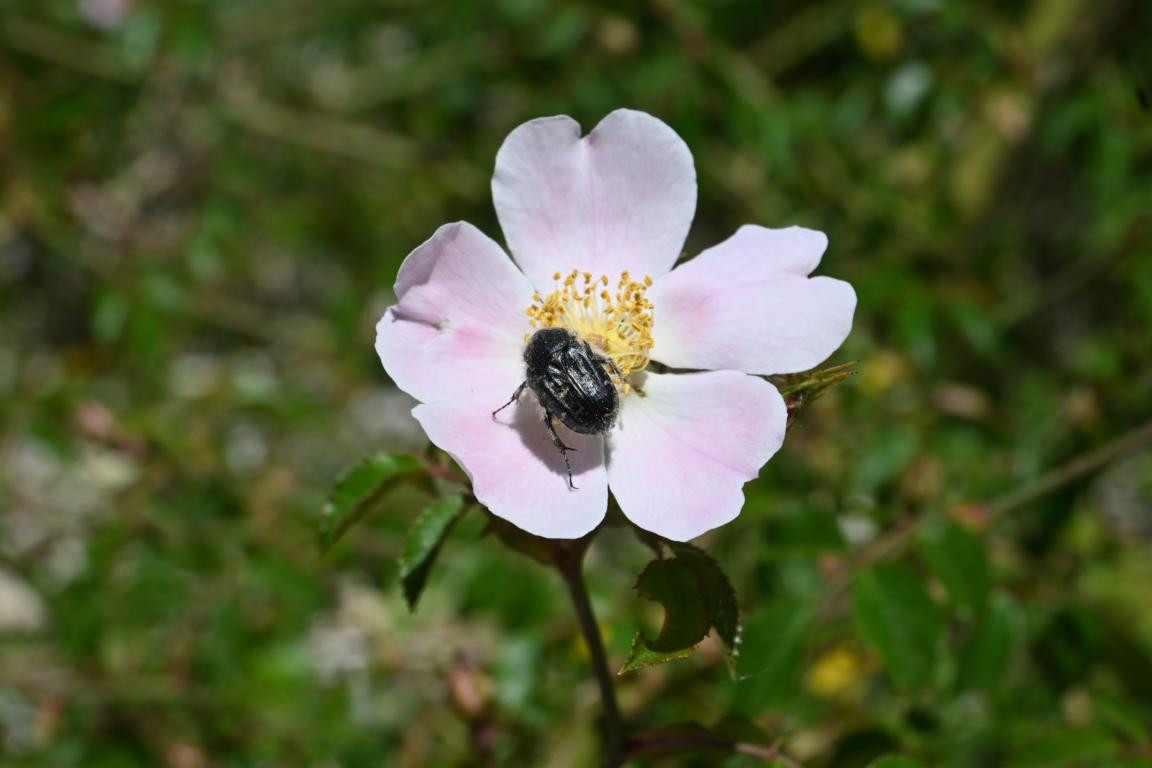 Klicke auf die Grafik für eine vergrößerte Ansicht

Name: DSC_2570.jpg
Ansichten: 37
Größe: 113,4 KB
ID: 3354293