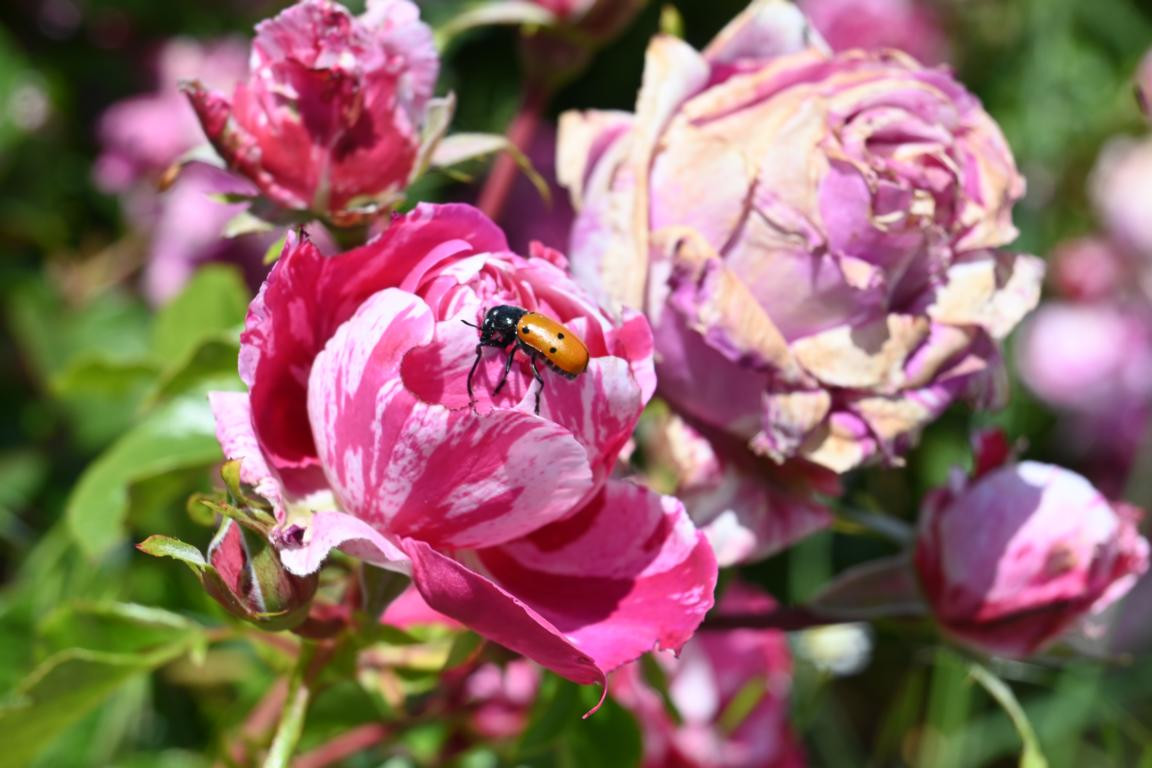 Klicke auf die Grafik für eine vergrößerte Ansicht

Name: DSC_2590.jpg
Ansichten: 37
Größe: 178,8 KB
ID: 3354295