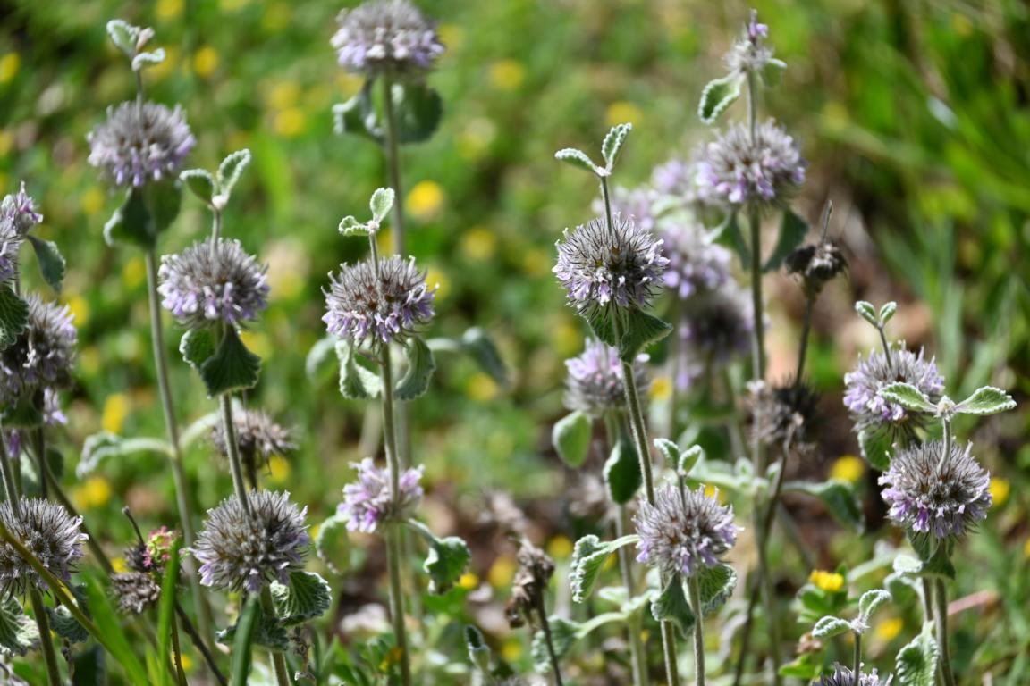 Klicke auf die Grafik für eine vergrößerte Ansicht

Name: DSC_2711.jpg
Ansichten: 37
Größe: 215,7 KB
ID: 3354302