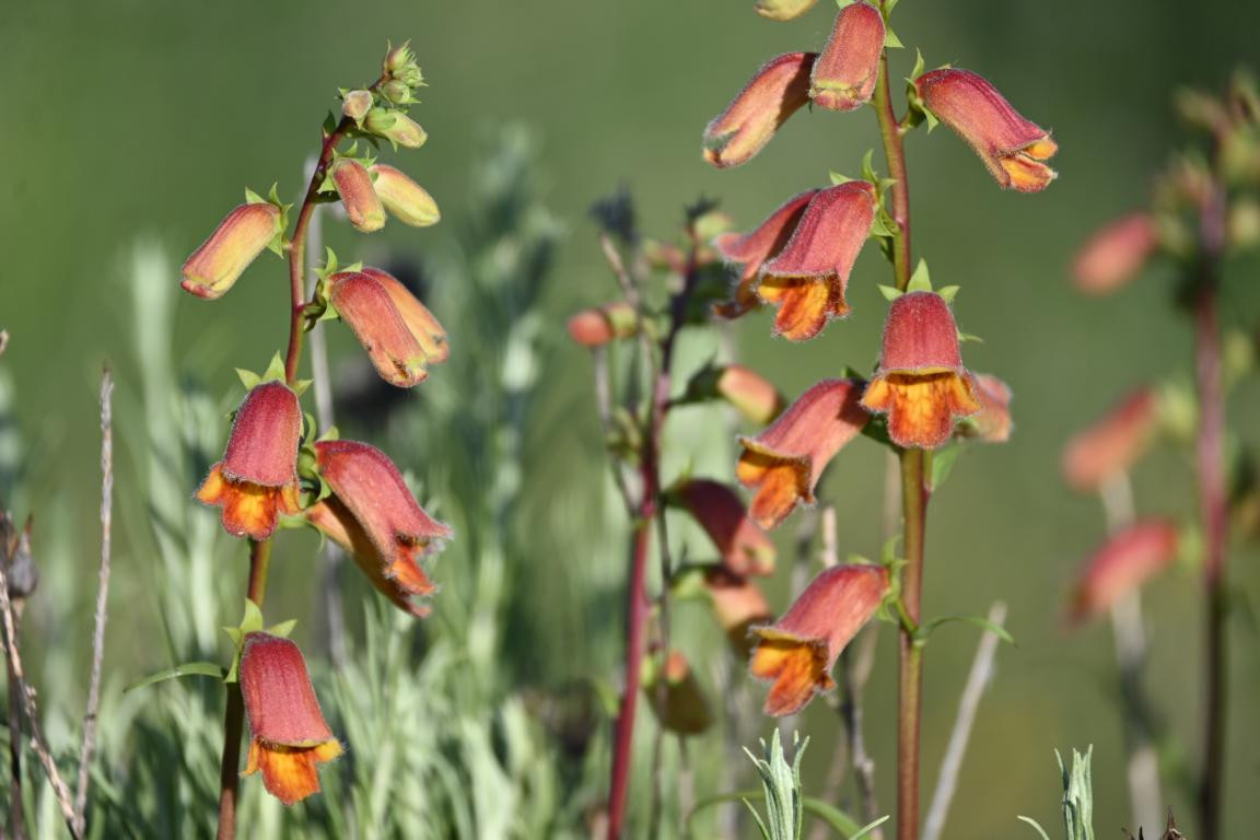 Klicke auf die Grafik für eine vergrößerte Ansicht

Name: DSC_2735.jpg
Ansichten: 36
Größe: 145,2 KB
ID: 3354304