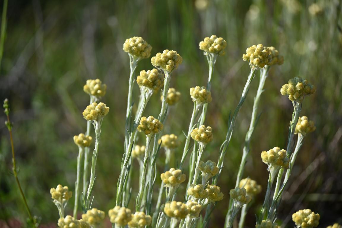 Klicke auf die Grafik für eine vergrößerte Ansicht

Name: DSC_2741.jpg
Ansichten: 36
Größe: 160,7 KB
ID: 3354305