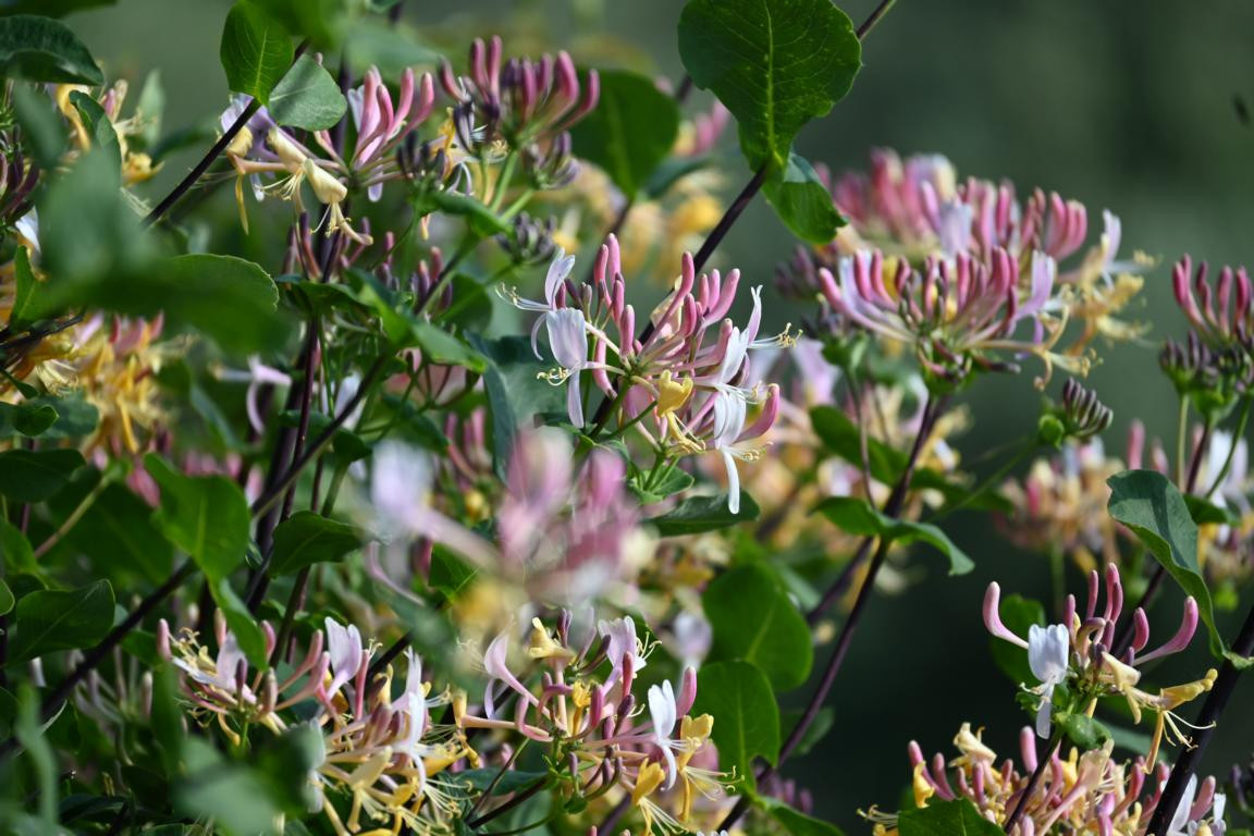 Klicke auf die Grafik für eine vergrößerte Ansicht

Name: DSC_2744.jpg
Ansichten: 36
Größe: 231,7 KB
ID: 3354306