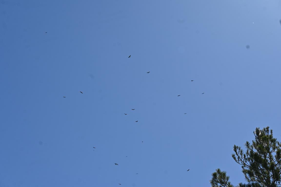 Klicke auf die Grafik für eine vergrößerte Ansicht

Name: DSC_2923.jpg
Ansichten: 30
Größe: 49,9 KB
ID: 3354316