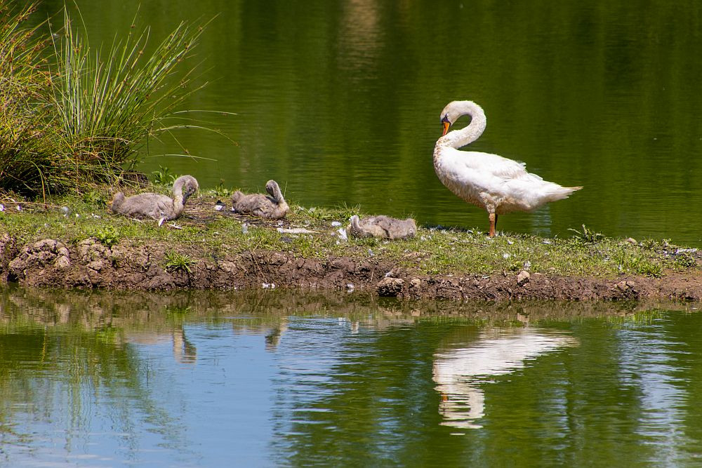 Klicke auf die Grafik für eine vergrößerte Ansicht  Name: 17 Lauter hässliche Entlein.jpg Ansichten: 0 Größe: 262,6 KB ID: 3354366