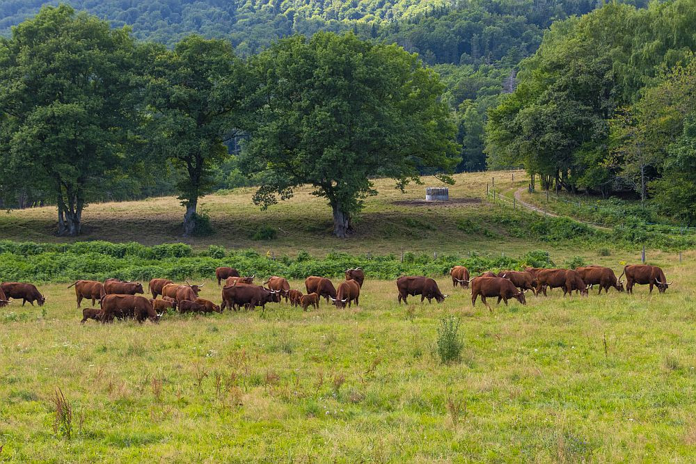 Klicke auf die Grafik für eine vergrößerte Ansicht  Name: 22 Weidende Zwiebelrostbraten.jpg Ansichten: 0 Größe: 352,8 KB ID: 3354370