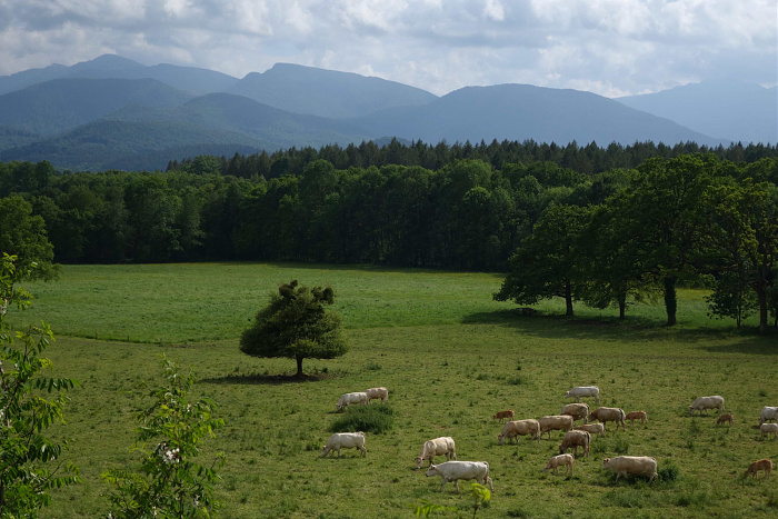 Klicke auf die Grafik für eine vergrößerte Ansicht  Name: Blick auf Weidewiesen in Richtung der Pyrenäen.jpg Ansichten: 0 Größe: 684,3 KB ID: 3354717