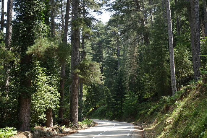 Klicke auf die Grafik für eine vergrößerte Ansicht  Name: Passstraße auf den Col de Vergio durch hohe Schwarzkiefernwälder.jpg Ansichten: 48 Größe: 1,12 MB ID: 3354414