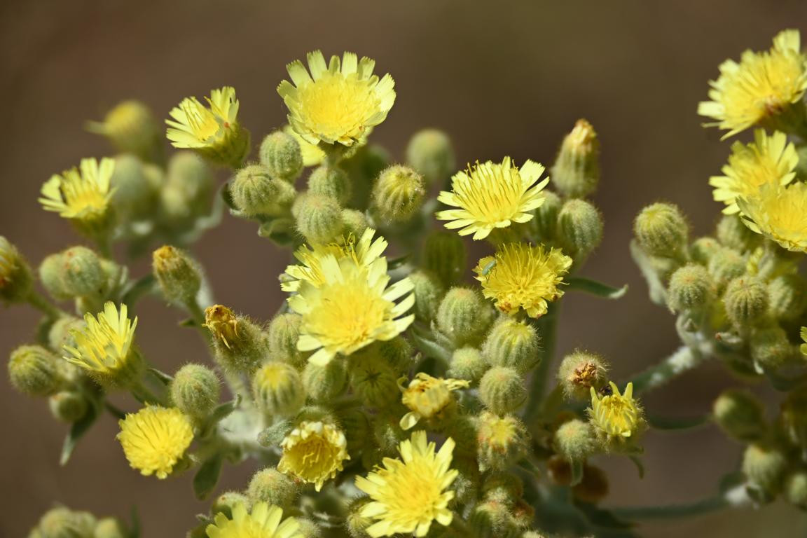 Klicke auf die Grafik für eine vergrößerte Ansicht

Name: DSC_3545.jpg
Ansichten: 83
Größe: 160,9 KB
ID: 3354597