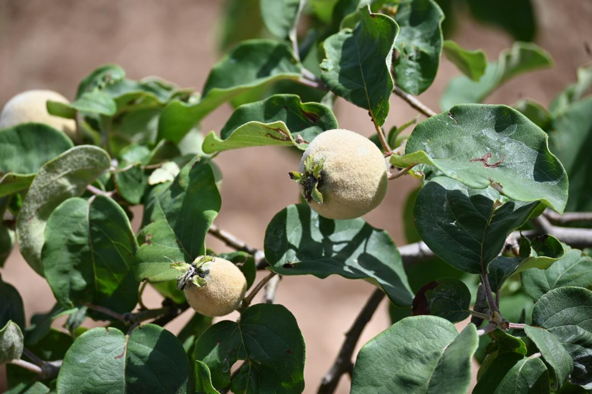 Klicke auf die Grafik für eine vergrößerte Ansicht

Name: DSC_3550.jpg
Ansichten: 83
Größe: 188,4 KB
ID: 3354599