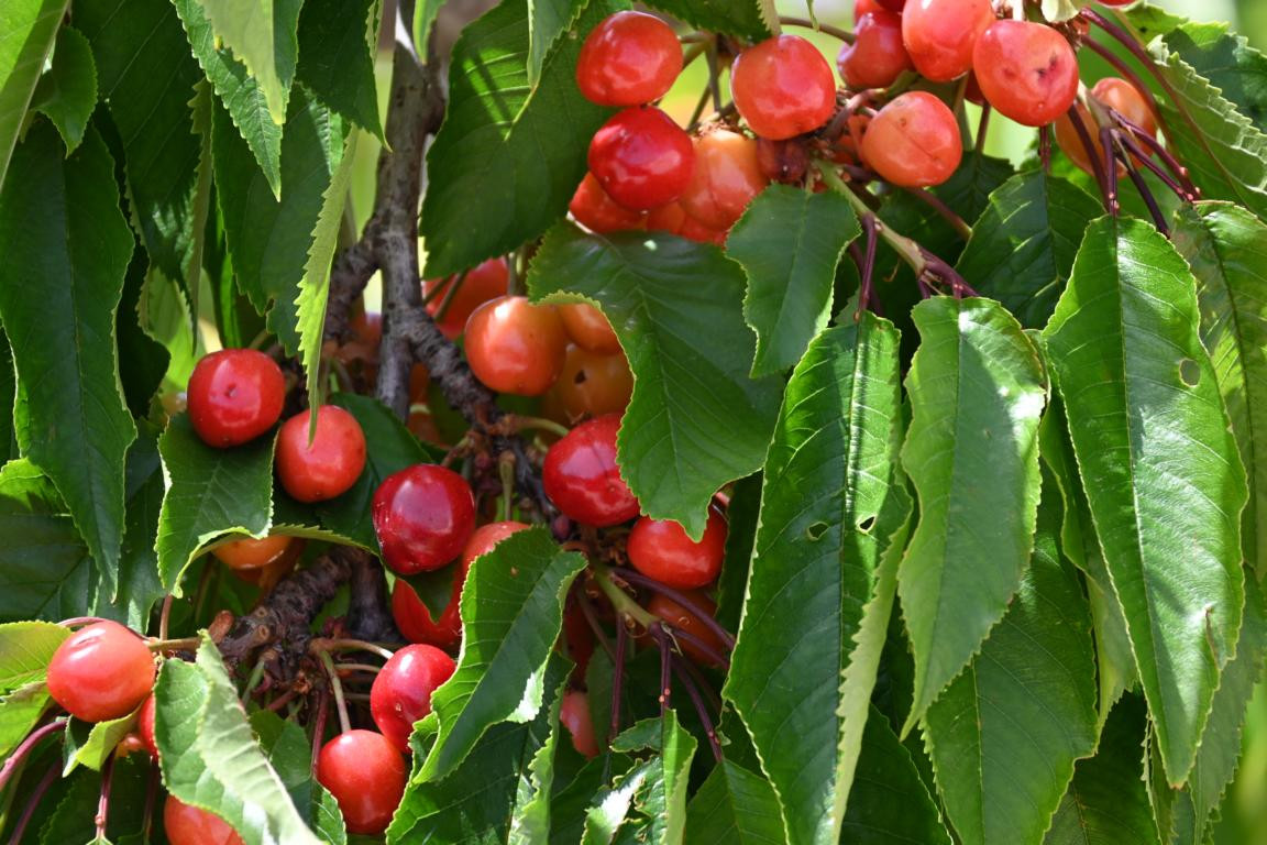 Klicke auf die Grafik für eine vergrößerte Ansicht

Name: DSC_3558.jpg
Ansichten: 82
Größe: 252,3 KB
ID: 3354601