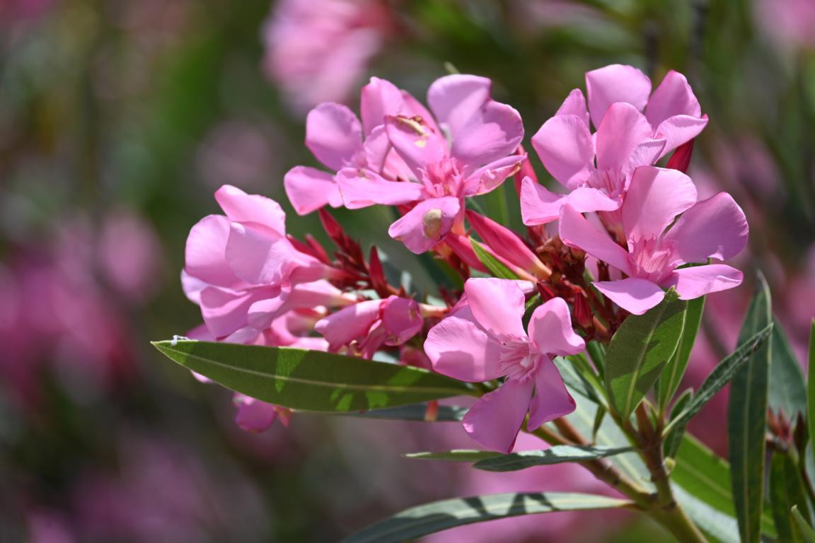 Klicke auf die Grafik für eine vergrößerte Ansicht

Name: DSC_3942.jpg
Ansichten: 82
Größe: 146,3 KB
ID: 3354618