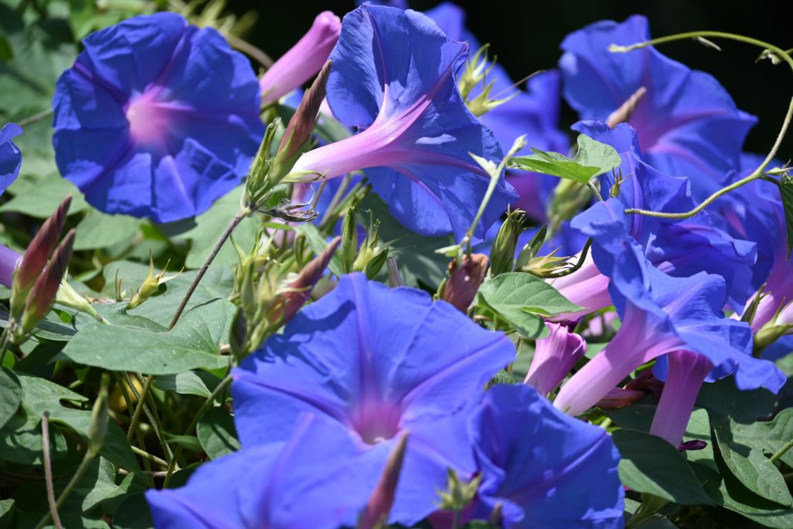 Klicke auf die Grafik für eine vergrößerte Ansicht

Name: DSC_3947.jpg
Ansichten: 80
Größe: 211,4 KB
ID: 3354619