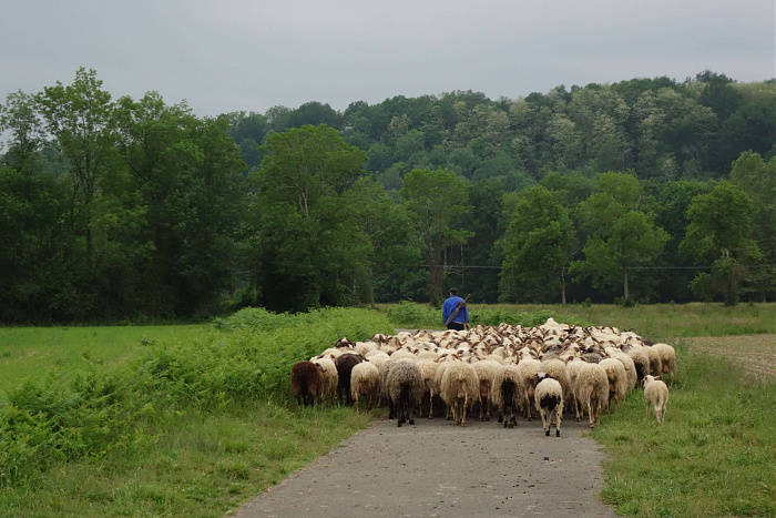 Klicke auf die Grafik für eine vergrößerte Ansicht  Name: umherziehende Schafherde in den Pyrenäen.jpg Ansichten: 0 Größe: 653,3 KB ID: 3354731