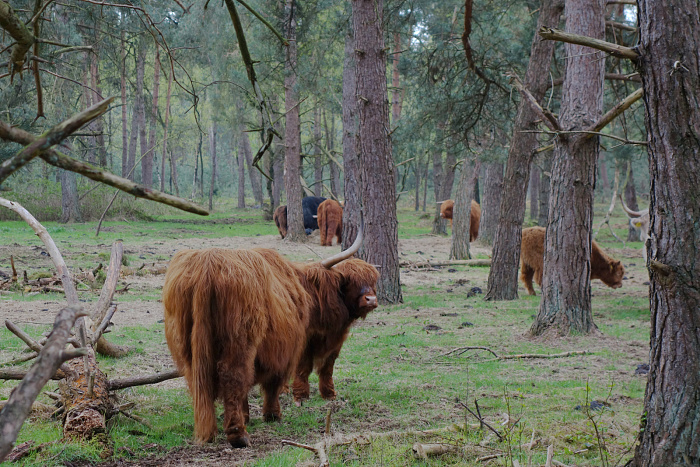 Klicke auf die Grafik für eine vergrößerte Ansicht  Name: schottische Hochlandrinder in niederländischen Wäldern.jpg Ansichten: 0 Größe: 943,9 KB ID: 3354736