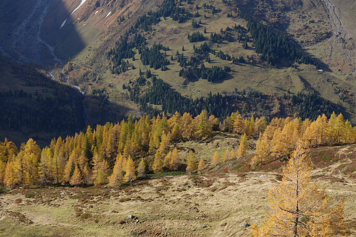 Klicke auf die Grafik für eine vergrößerte Ansicht  Name: Lärchenwälder am Glöcknerpass.jpg Ansichten: 0 Größe: 1,06 MB ID: 3354739
