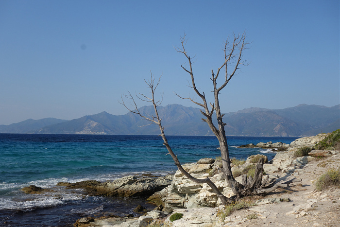 Klicke auf die Grafik für eine vergrößerte Ansicht  Name: toter Baum im Korsischen Nirgendwo.jpg Ansichten: 0 Größe: 618,3 KB ID: 3354740