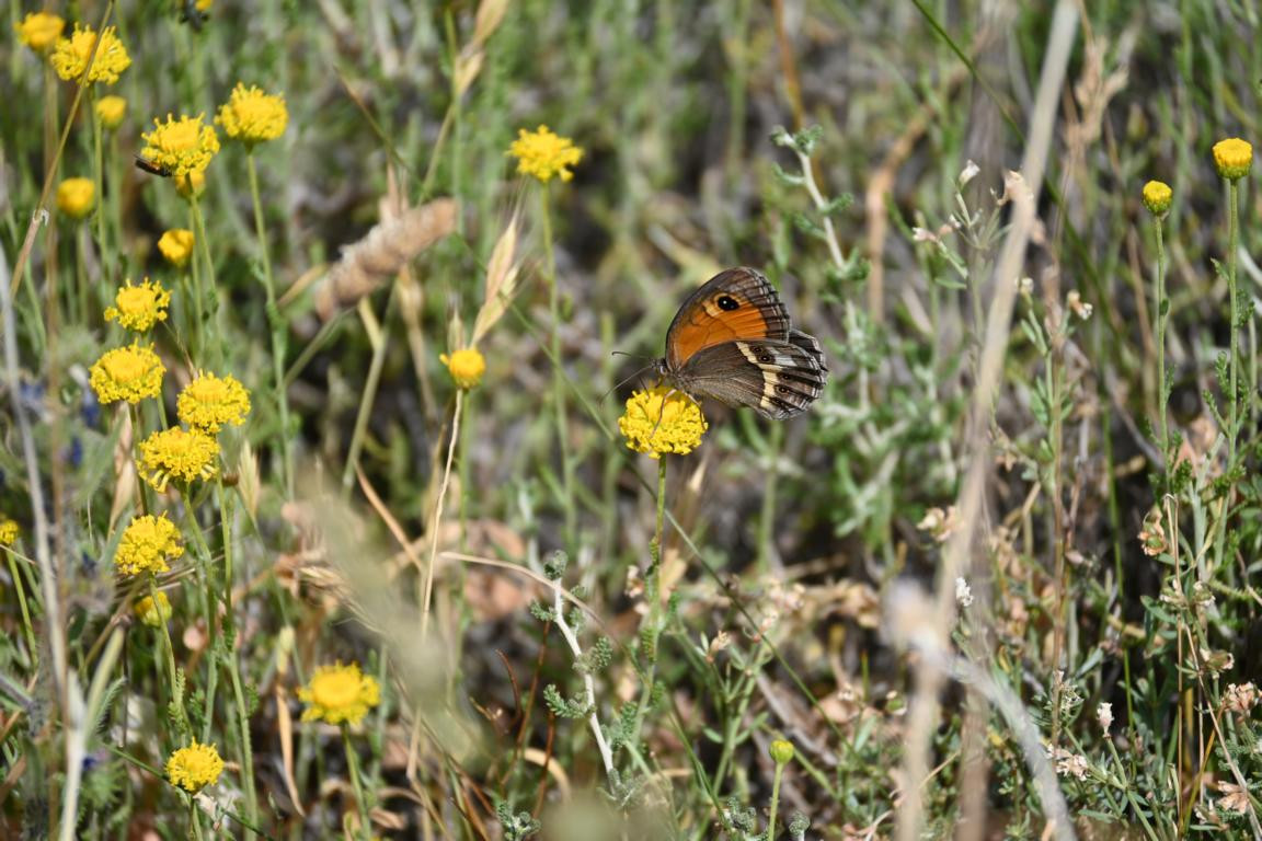 Klicke auf die Grafik für eine vergrößerte Ansicht

Name: DSC_3978.jpg
Ansichten: 60
Größe: 244,8 KB
ID: 3354748