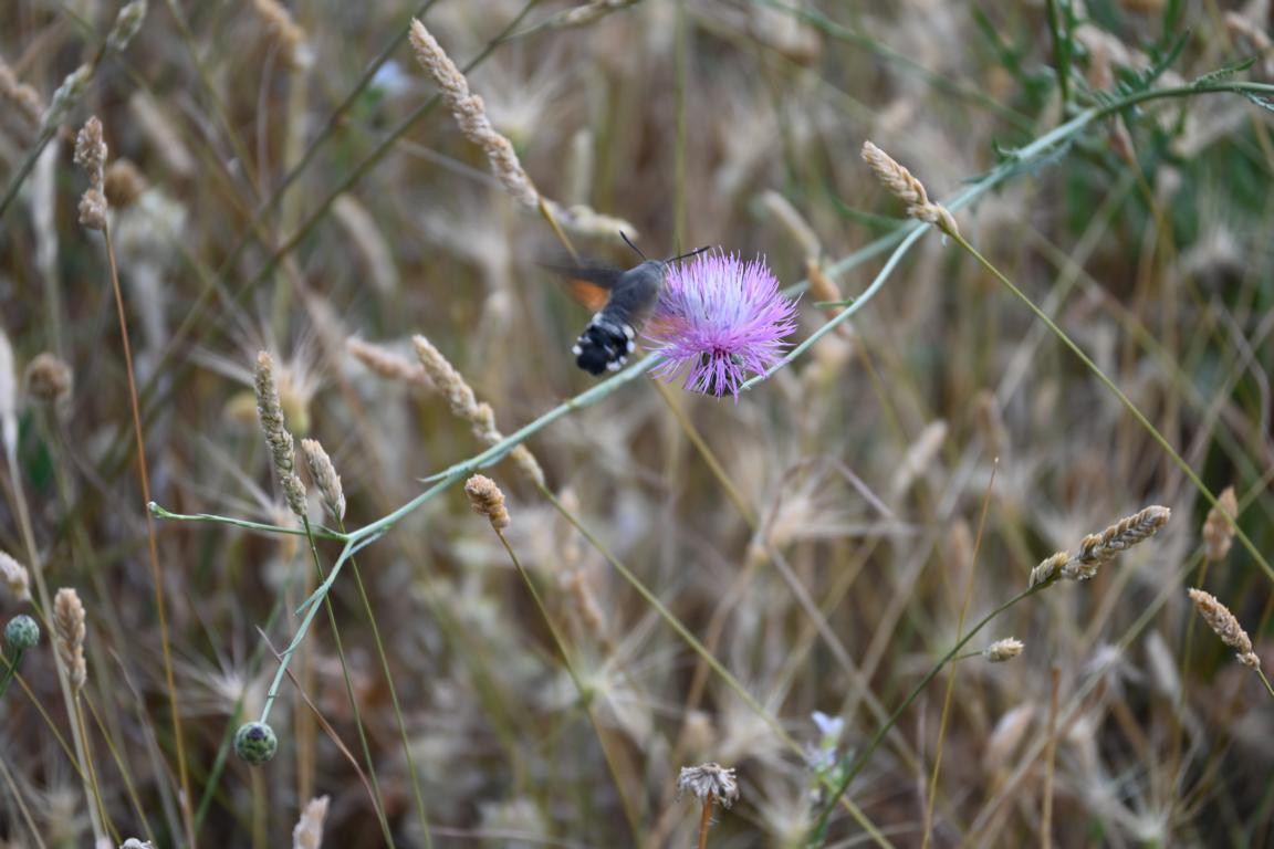 Klicke auf die Grafik für eine vergrößerte Ansicht

Name: DSC_4068.jpg
Ansichten: 60
Größe: 161,0 KB
ID: 3354756