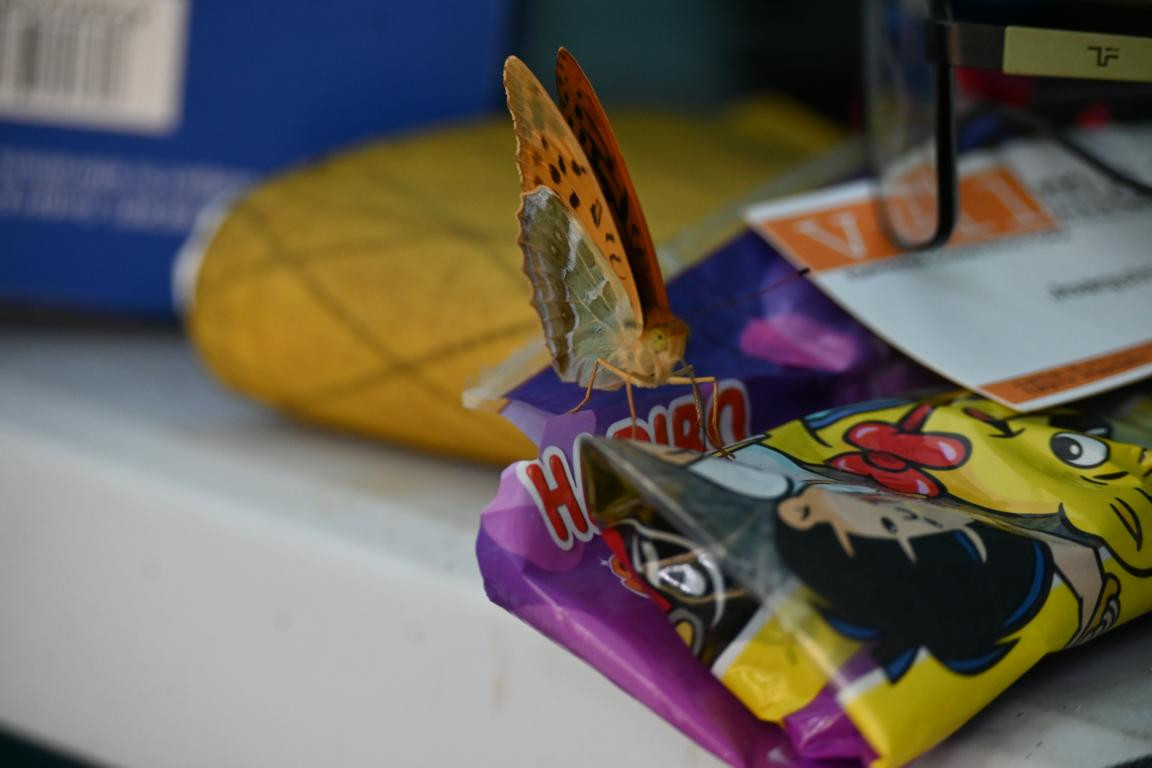 Klicke auf die Grafik für eine vergrößerte Ansicht

Name: DSC_4075.jpg
Ansichten: 60
Größe: 114,7 KB
ID: 3354757