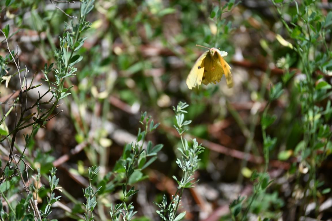 Klicke auf die Grafik für eine vergrößerte Ansicht

Name: DSC_4096.jpg
Ansichten: 60
Größe: 200,8 KB
ID: 3354759