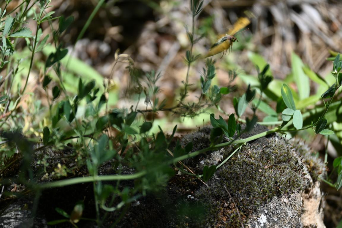 Klicke auf die Grafik für eine vergrößerte Ansicht

Name: DSC_4099.jpg
Ansichten: 59
Größe: 223,2 KB
ID: 3354760