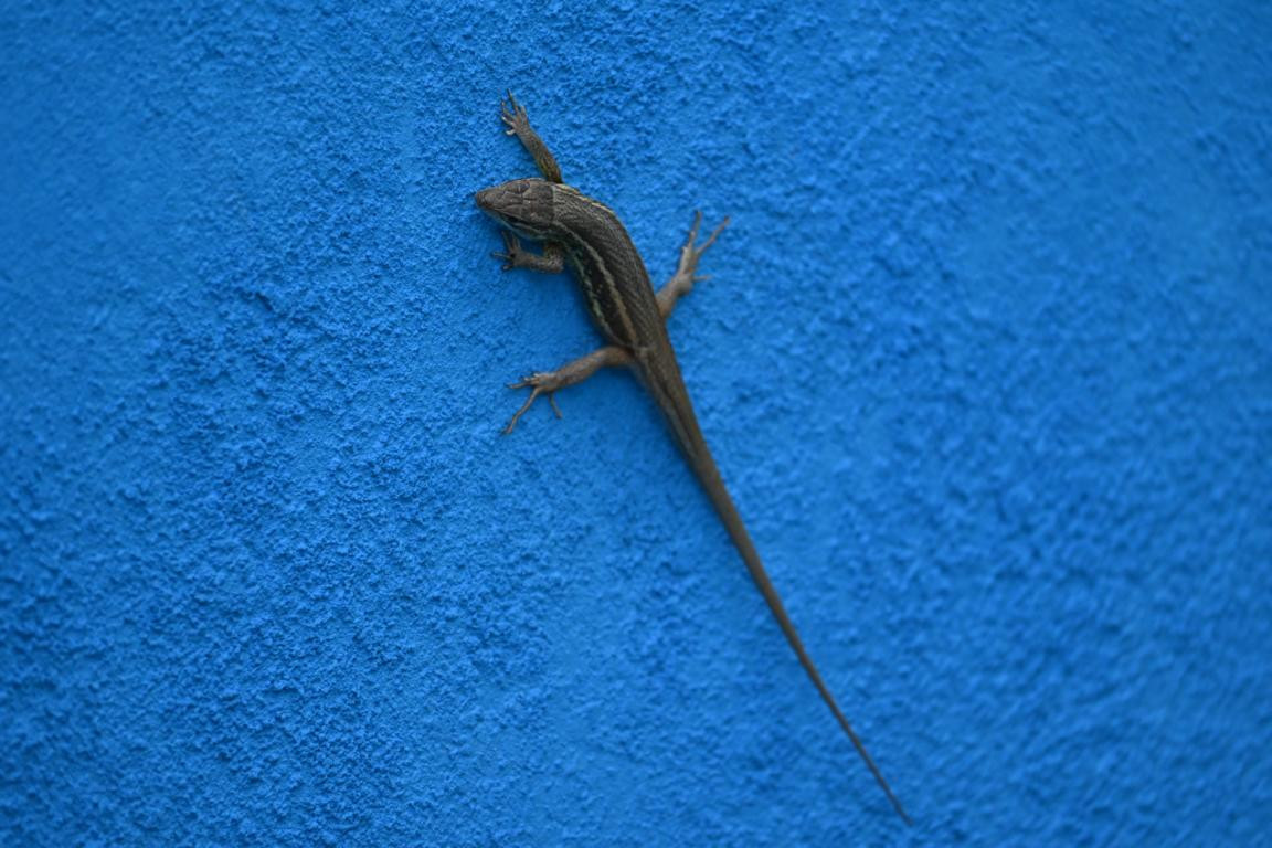 Klicke auf die Grafik für eine vergrößerte Ansicht

Name: DSC_4113.jpg
Ansichten: 60
Größe: 200,4 KB
ID: 3354761