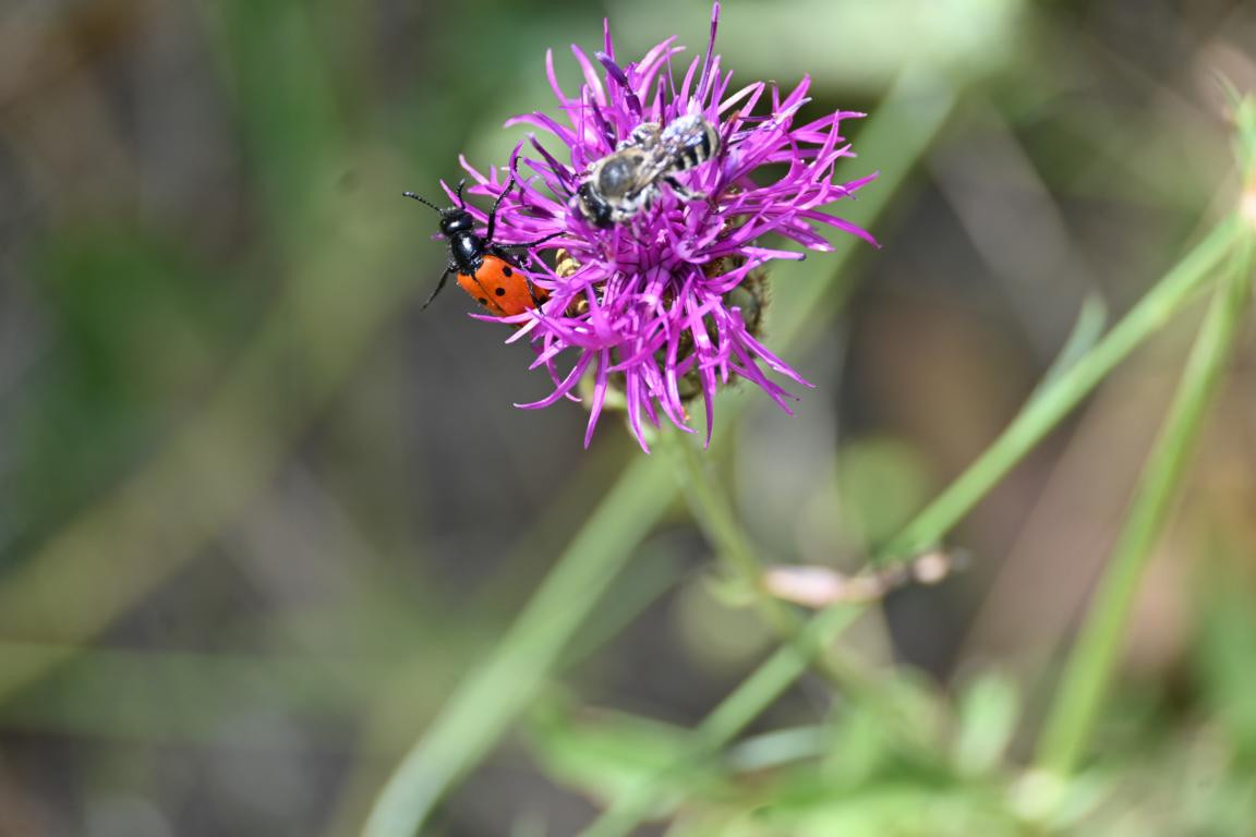 Klicke auf die Grafik für eine vergrößerte Ansicht

Name: DSC_4165.jpg
Ansichten: 59
Größe: 115,7 KB
ID: 3354763