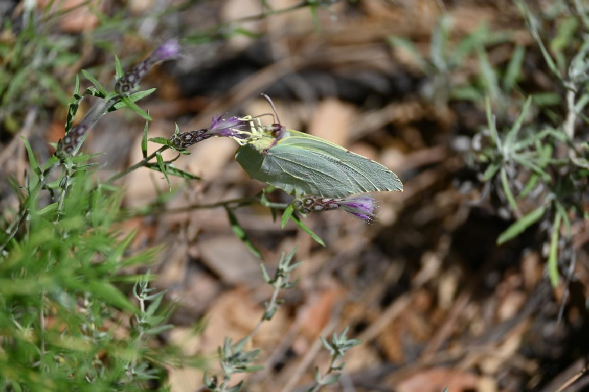 Klicke auf die Grafik für eine vergrößerte Ansicht

Name: DSC_4168.jpg
Ansichten: 60
Größe: 161,9 KB
ID: 3354764