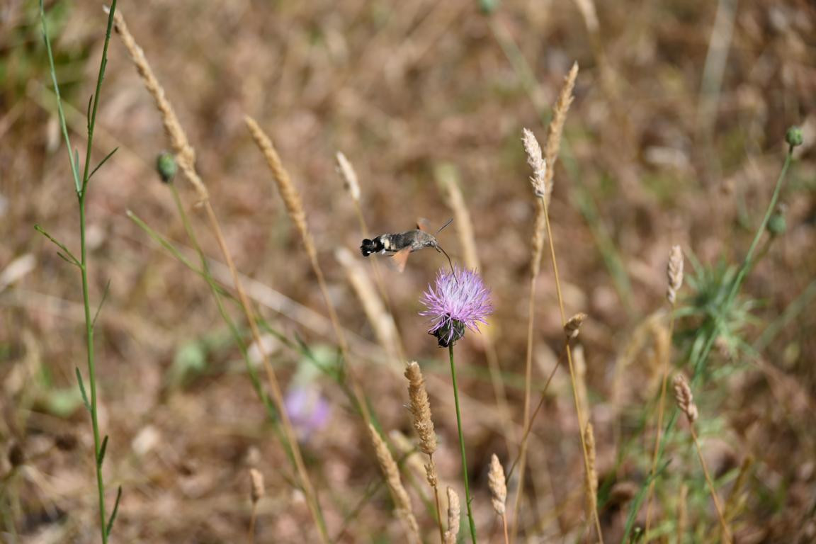 Klicke auf die Grafik für eine vergrößerte Ansicht

Name: DSC_4182.jpg
Ansichten: 60
Größe: 138,0 KB
ID: 3354766