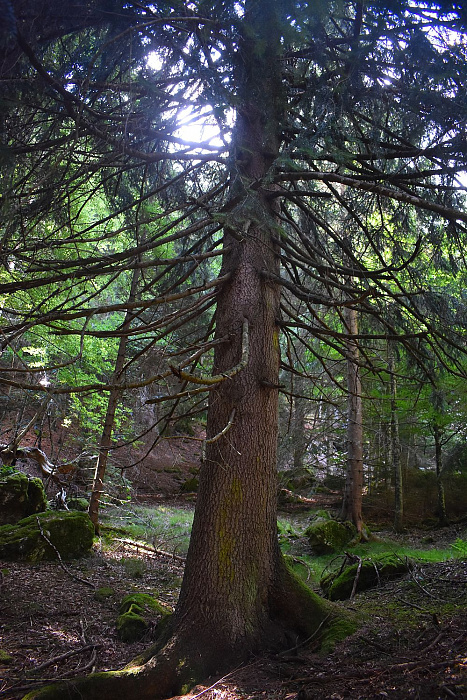 Klicke auf die Grafik für eine vergrößerte Ansicht

Name: DSC_0191.jpg
Ansichten: 290
Größe: 746,7 KB
ID: 3354916