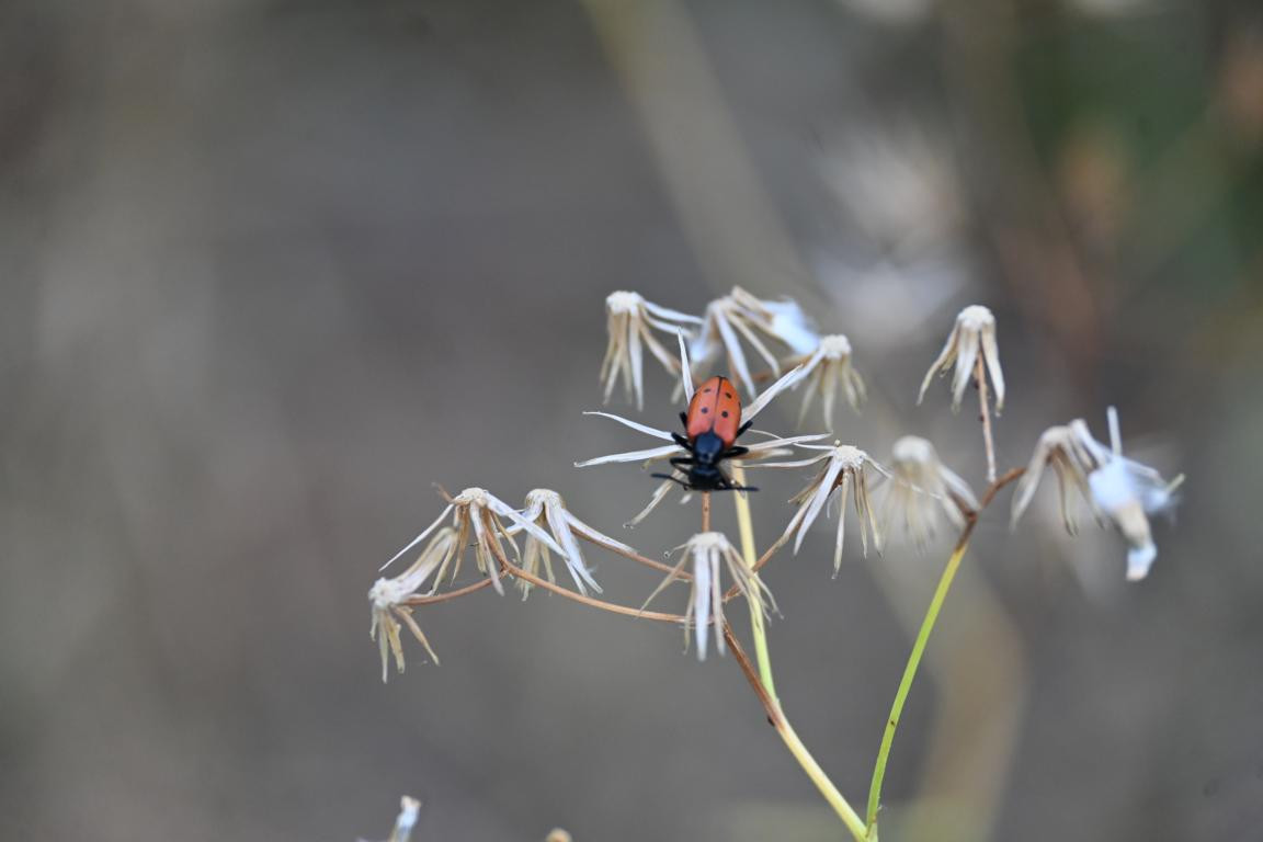 Klicke auf die Grafik für eine vergrößerte Ansicht

Name: DSC_4433.jpg
Ansichten: 32
Größe: 75,1 KB
ID: 3354973