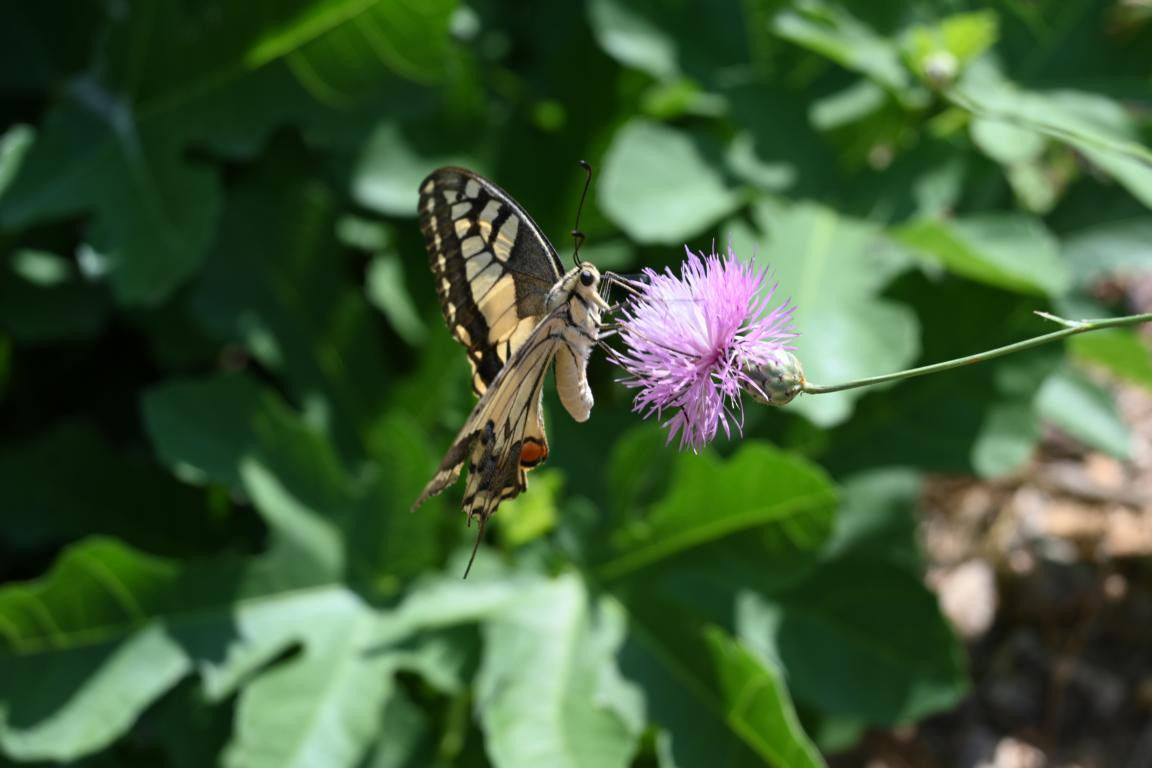 Klicke auf die Grafik für eine vergrößerte Ansicht

Name: DSC_4506.jpg
Ansichten: 32
Größe: 120,7 KB
ID: 3354976